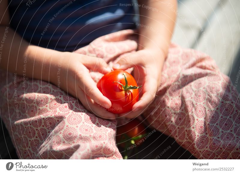 Tomatenglück Lebensmittel Gemüse Essen Mittagessen Wohlgefühl Baby Kleinkind Kindheit 1 Mensch 1-3 Jahre 3-8 Jahre Erholung genießen rot Akzeptanz lecker
