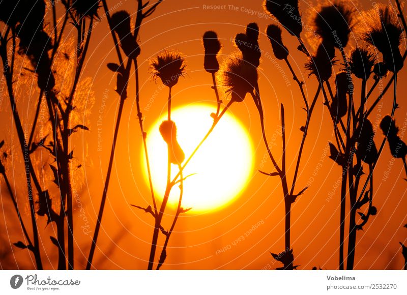 Distel mit Abendsonne Natur Pflanze Wolkenloser Himmel Sonne Sonnenaufgang Sonnenuntergang Sonnenlicht Sommer ruhig himmel Außenaufnahme Detailaufnahme Licht