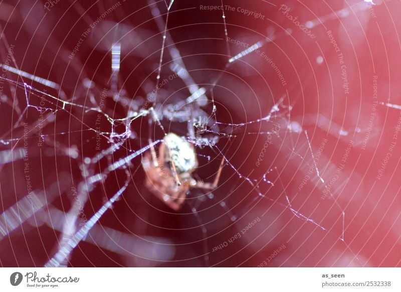 Im Netz Tier Spinne Spinnennetz Insekt 1 Netzwerk glänzend Jagd authentisch außergewöhnlich bedrohlich Ekel gruselig nah braun rot schwarz weiß Gefühle