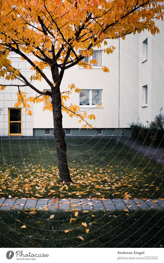 Bild meines Lebens Umwelt Landschaft Herbst Baum Sträucher Blatt Wiese Haus Wohnhaus Plattenbau Sanieren Fassade Fenster Tür Hof Wege & Pfade kalt trist Stadt