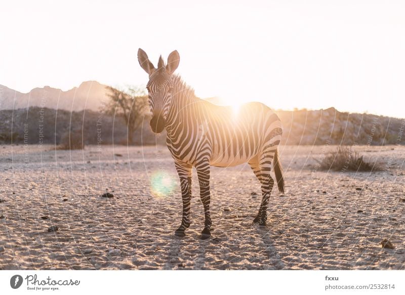 Zebra im Gegenlicht bei Sonnenuntergang Wildtier Afrika Tier großwild Wildnis Säugetier Kopf Natur Südafrika Safari Stimmung Savanne Silhouette Romantik Steppe
