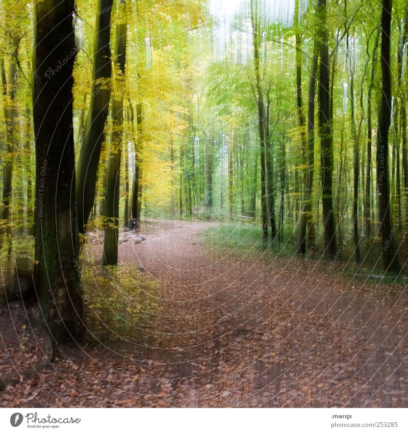 Spaziergang Ausflug Natur Herbst Wald Wege & Pfade Erholung genießen Farbe Fußweg Farbfoto Außenaufnahme abstrakt Menschenleer Bewegungsunschärfe