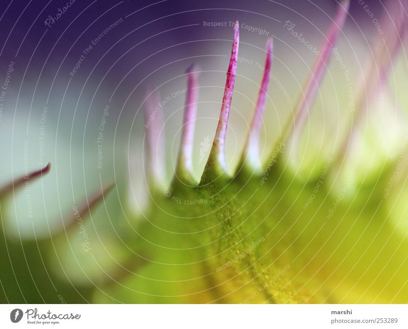 Vorsicht geboten! Pflanze Spitze Venusfliegenfalle grün Stachel exotisch Botanik abstrakt Farbfoto Innenaufnahme Nahaufnahme Detailaufnahme Makroaufnahme