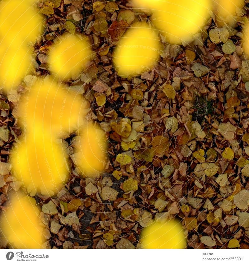 Vogelperspektive Natur Landschaft Pflanze Blatt Wildpflanze braun gelb Herbst Herbstfärbung Laubbaum Linde Lindenblatt viele Herbstlaub Farbfoto Außenaufnahme