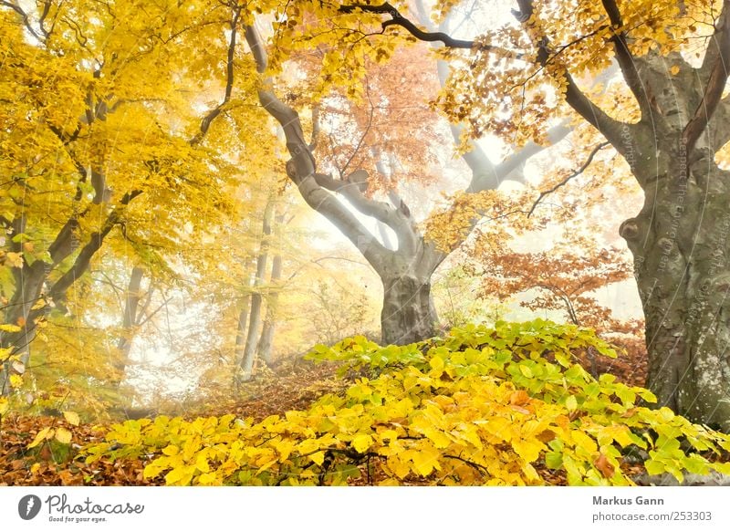 Herbstwald Natur Pflanze Wetter Nebel Baum Wald natürlich braun gelb gold grün herbstlich Märchenwald Laubbaum Blatt Licht Farbfoto Außenaufnahme Menschenleer