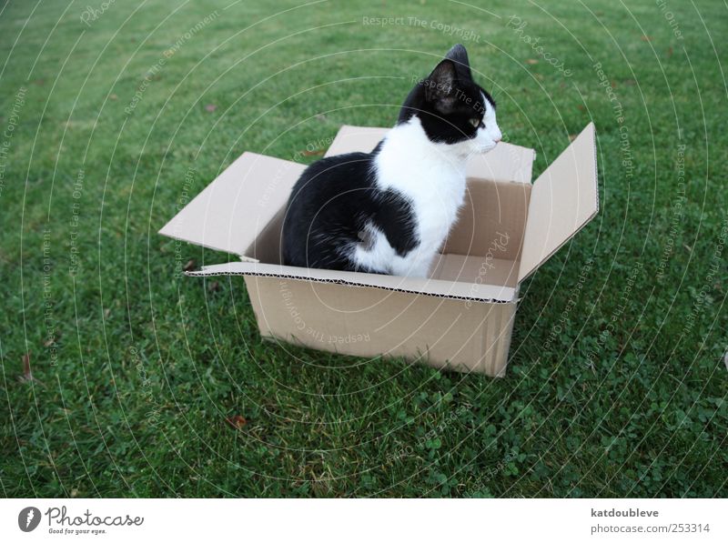 le chat dans carton Natur Wiese Verpackung Paket Kasten kaufen verkaufen grün schwarz Tierliebe Opferbereitschaft beweglich uneinig Güterverkehr & Logistik