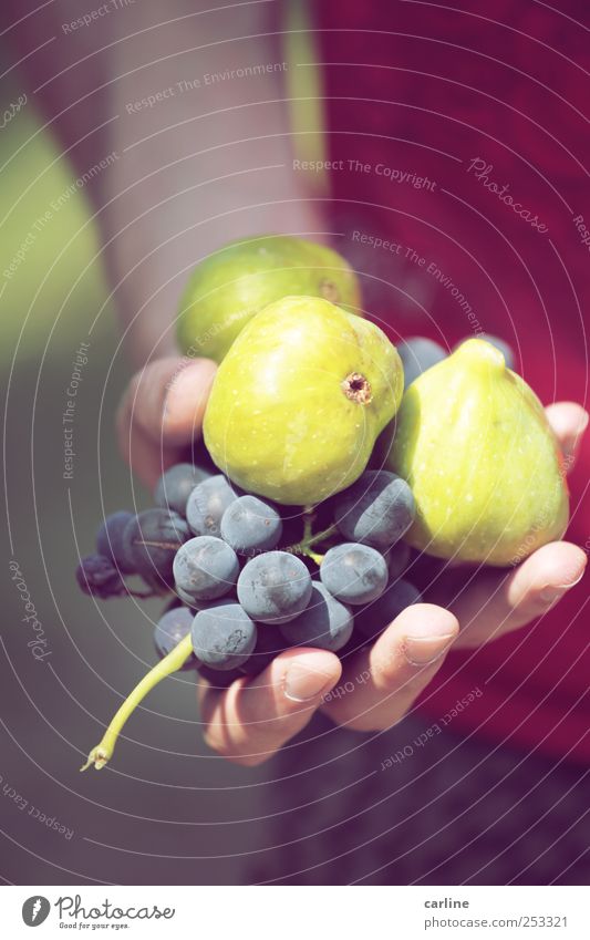Freche frische Früchtchen Lebensmittel Frucht Ernährung exotisch Feige Weintrauben Ernte Aussaat Gesundheit biologisch ökologisch grün rot Hand Italien Natur