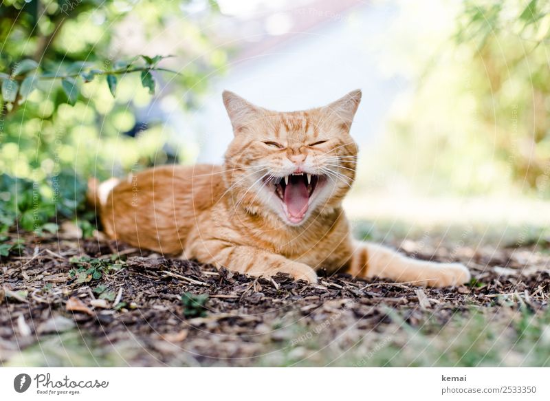 Zähne zeigen Wohlgefühl Zufriedenheit Erholung ruhig Freizeit & Hobby Sommer Natur Pflanze Erde Schönes Wetter Sträucher Garten Tier Haustier Katze Tiergesicht