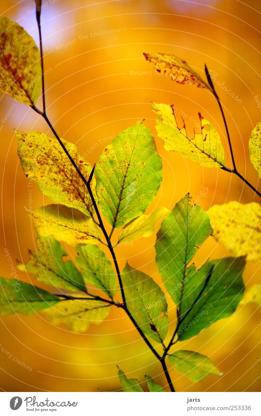 herbstlich Umwelt Natur Pflanze Herbst Schönes Wetter Baum Blatt frisch schön gelb gold grün Gelassenheit ruhig Leben Farbe mehrfarbig Farbfoto Außenaufnahme