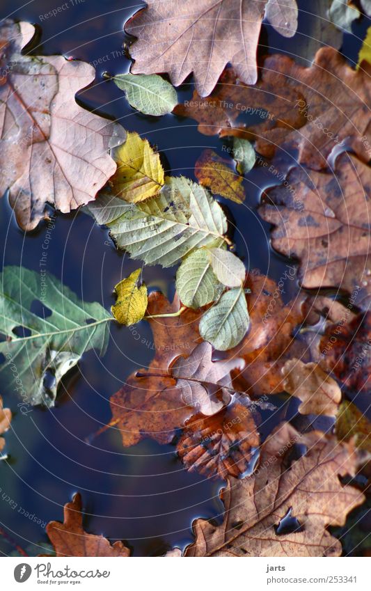 blätter Natur Pflanze Wasser Herbst Schönes Wetter Blatt frisch natürlich Gelassenheit ruhig mehrfarbig Farbe Farbfoto Außenaufnahme Nahaufnahme Menschenleer