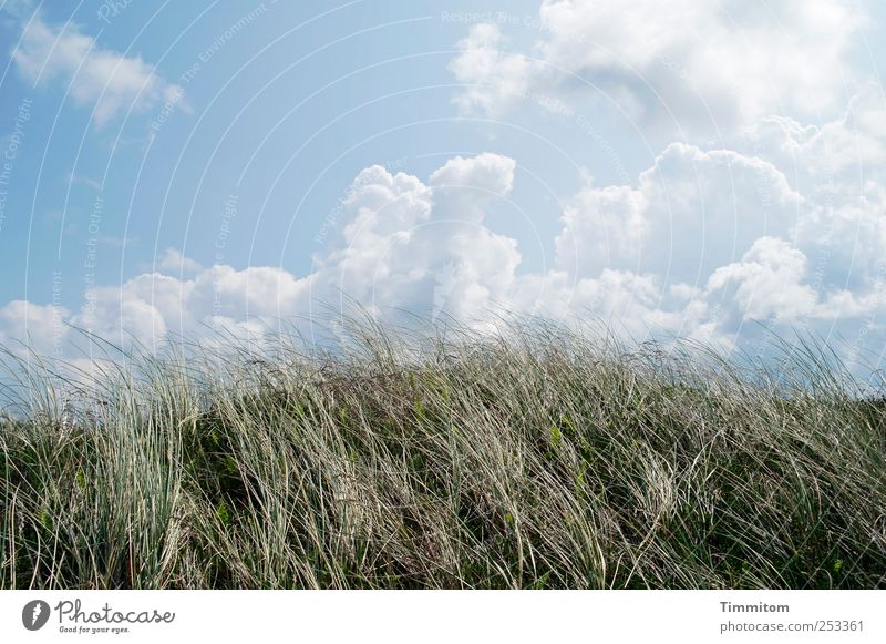 Gut im Sommer und im Herbst! Ferien & Urlaub & Reisen Sommerurlaub Umwelt Natur Landschaft Pflanze Himmel Wolken Gras Küste Nordsee Dänemark Europa atmen Blick