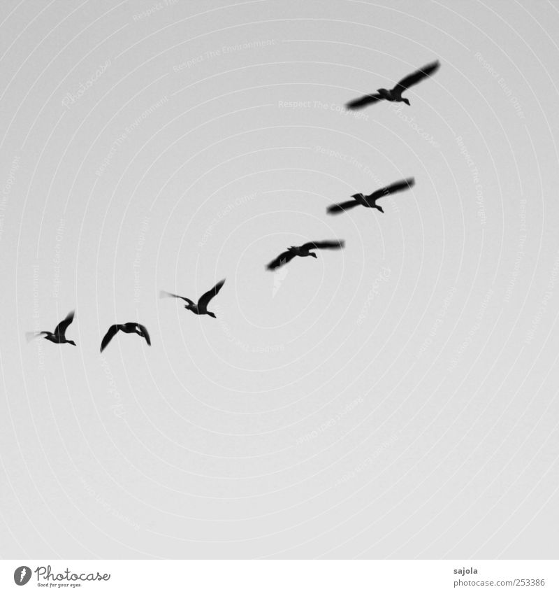 entenflug Umwelt Natur Himmel Wildtier Vogel Ente Tiergruppe fliegen Zusammensein Formation Formationsflug Schwarzweißfoto Außenaufnahme Menschenleer