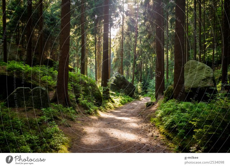 Wandern im Wald Natur Baum Erholung wandern frei groß natürlich Wärme grün Elbsandsteingebirge Fußweg Sonne Farbfoto Außenaufnahme Menschenleer Tag