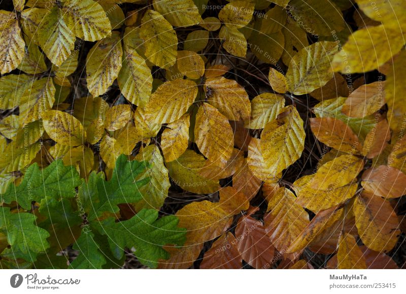 Herbstliche Palette des Blattes Natur Pflanze Wetter Baum Wildpflanze Park Berge u. Gebirge chaotisch Energie Erholung Stil Teamwork Unendlichkeit Farbfoto