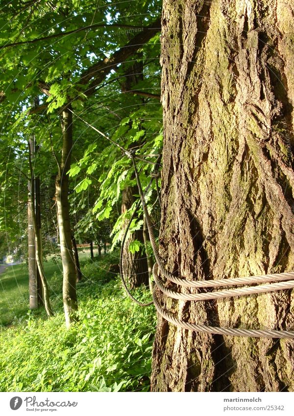 Halt mich Baum Baumstamm Draht grün Wald Seil