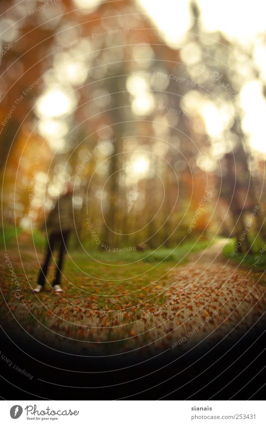traumpfad Leben maskulin Mann Erwachsene 1 Mensch Natur Herbst Wald Wege & Pfade gehen Surrealismus Spaziergang Spazierweg gegen kommen Herbstlaub herbstlich