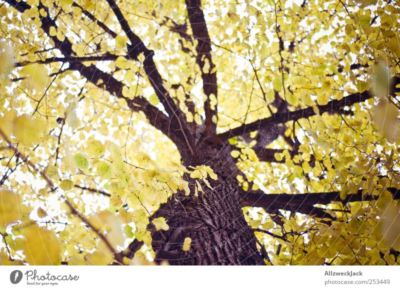 Goldlaub Natur Baum Blatt Wald ästhetisch gelb gold Herbst Baumstamm Farbfoto Außenaufnahme Menschenleer Tag Licht Unschärfe