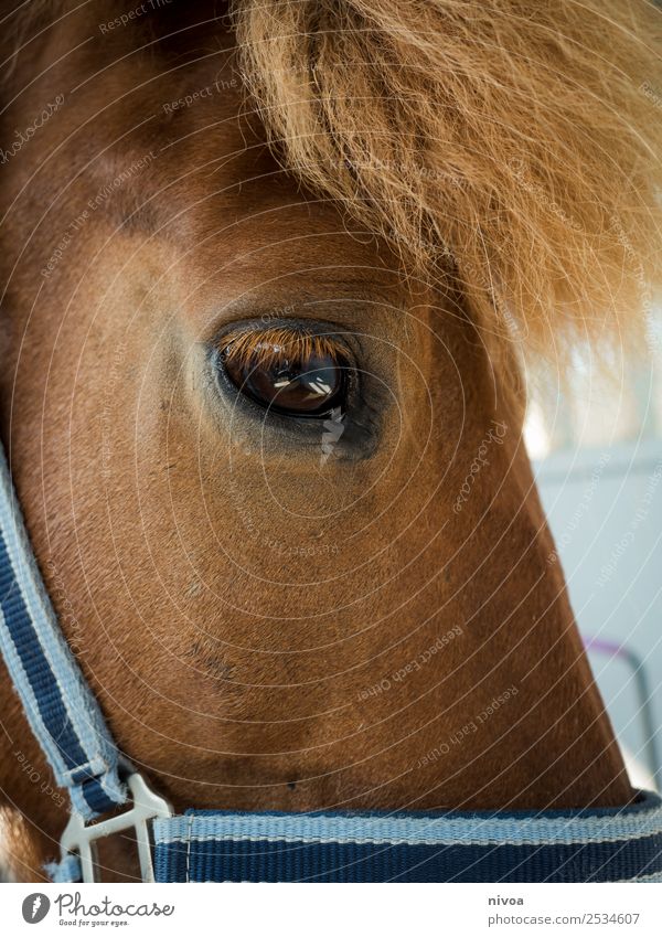 Isländer Pferd Detail Profil Erholung Freizeit & Hobby Reiten Sport Umwelt Natur Island Tier Nutztier Pony 1 Halfter Mähne Fell berühren Kommunizieren
