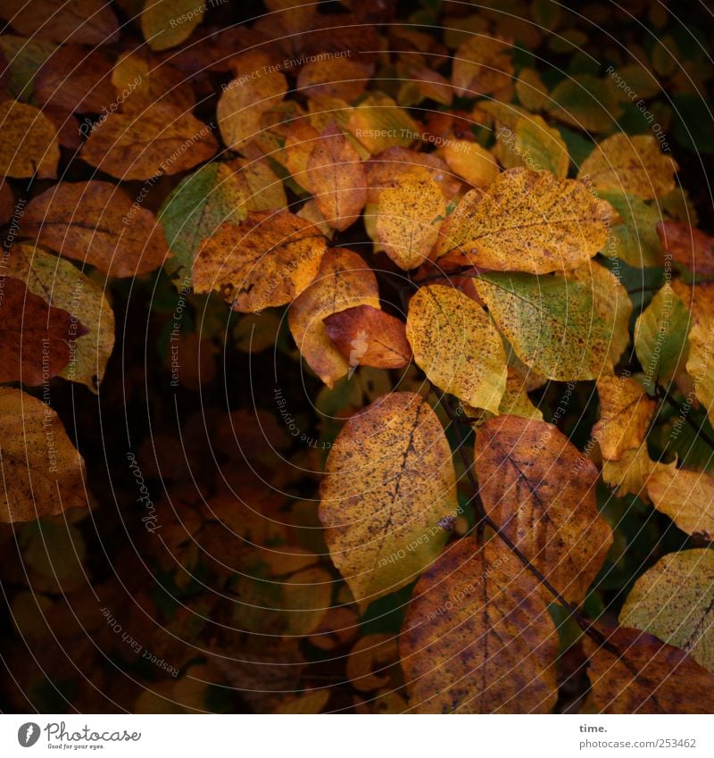 leaving leaves ruhig Pflanze Herbst Baum Blatt Traurigkeit Trauer Tod Vergänglichkeit Wandel & Veränderung Ast Buche Stillleben Zweig Farbfoto mehrfarbig
