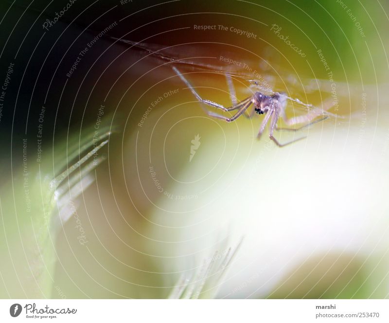 das Monster schlägt zu Natur Pflanze Tier Spinne 1 klein Venusfliegenfalle stachelig bissig Spinnennetz Appetit & Hunger Spinnenbeine Farbfoto Innenaufnahme