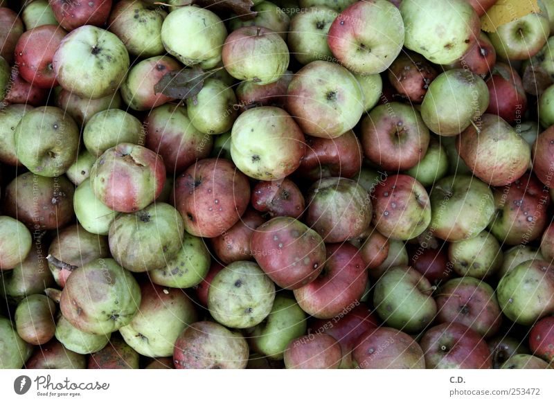 was aus den guten Äpfeln wurde... Lebensmittel Frucht Apfel Ekel kalt grün rot Kompost Schimmelpilze zerfressen gammeln verschimmeln Farbfoto Außenaufnahme Tag