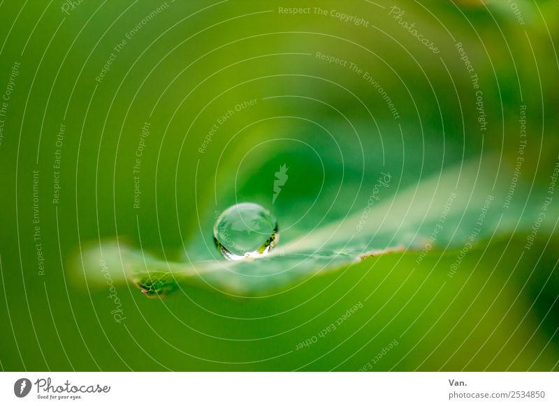 Der Drops ist gelutscht Natur Pflanze Wassertropfen Sommer Regen Blatt Garten frisch nass grün Farbfoto mehrfarbig Außenaufnahme Nahaufnahme Detailaufnahme