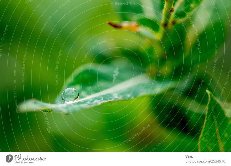 Der Drops ist gelutscht III Natur Pflanze Wassertropfen Sommer Regen Blatt Grünpflanze Garten dunkel frisch nass grün Farbfoto mehrfarbig Außenaufnahme