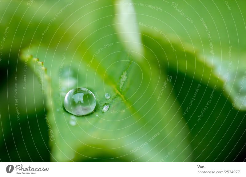 Der Drops ist gelutscht IV Natur Pflanze Wassertropfen Sommer Regen Blatt Grünpflanze Garten frisch nass grün Farbfoto mehrfarbig Außenaufnahme Nahaufnahme