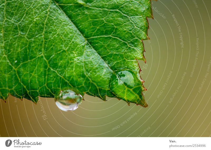 Der Drops ist gelutscht VI Natur Pflanze Wassertropfen Sommer Regen Blatt Grünpflanze Garten frisch nass natürlich braun gelb grün Farbfoto mehrfarbig
