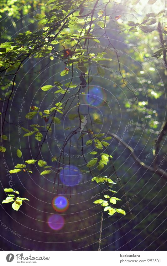 [CHAMANSÜLZ 2011] Sonnenpunkte sammeln Natur Landschaft Sonnenlicht Herbst Baum Blatt Wald Punkt leuchten natürlich blau grün violett rot Stimmung Zufriedenheit