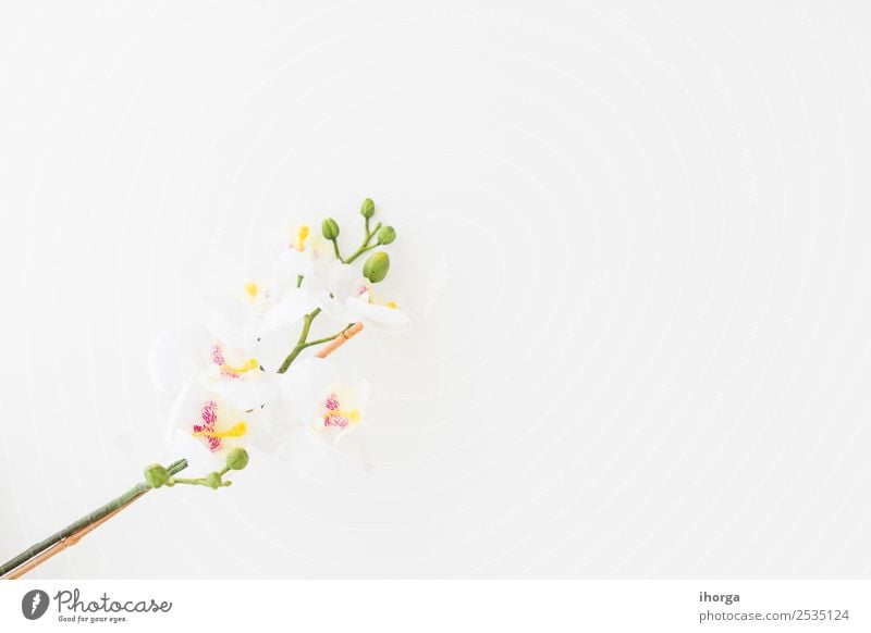 Weiße Orchidee isoliert auf weißem Hintergrund elegant exotisch schön Sommer Dekoration & Verzierung Feste & Feiern Hochzeit Natur Pflanze Blume Blüte