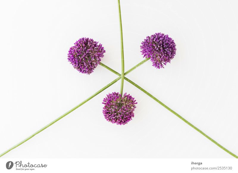 Allium isoliert auf weißem Hintergrund Gemüse Kräuter & Gewürze elegant schön Sommer Garten Dekoration & Verzierung Valentinstag Muttertag Natur Pflanze Blume