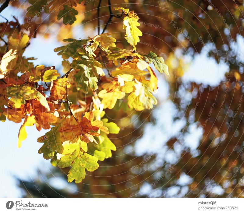 Farbrausch. Umwelt Natur Landschaft Pflanze ästhetisch Herbst herbstlich Herbstbeginn Herbstfärbung Herbstwald Herbstwetter Herbstwind mehrfarbig natürlich