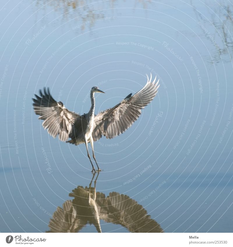 Komm in meine Arme! Umwelt Natur Tier Wasser Teich See Vogel Flügel Reiher Graureiher Feder gefiedert 1 fliegen stehen elegant frei natürlich blau Freiheit