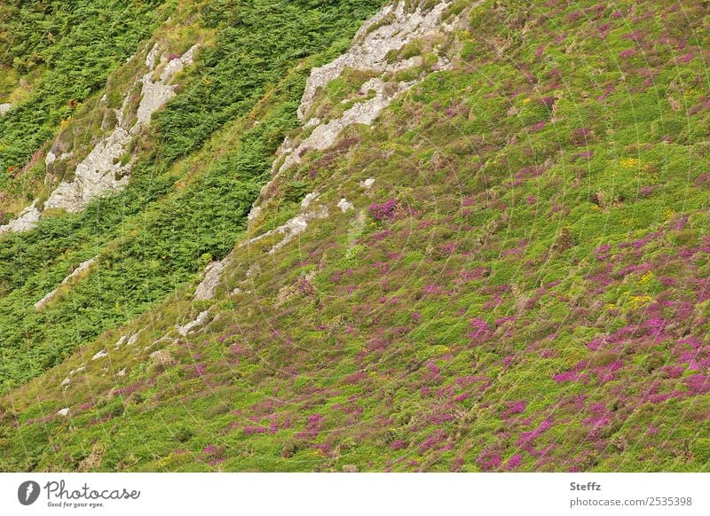 Hügellandschaft in Wales Heide Heideblüte Heidelandschaft Blumenteppich Moos steil nordisch felsig nordische Landschaft Norden Felsen Calluna Calluna Vulgaris