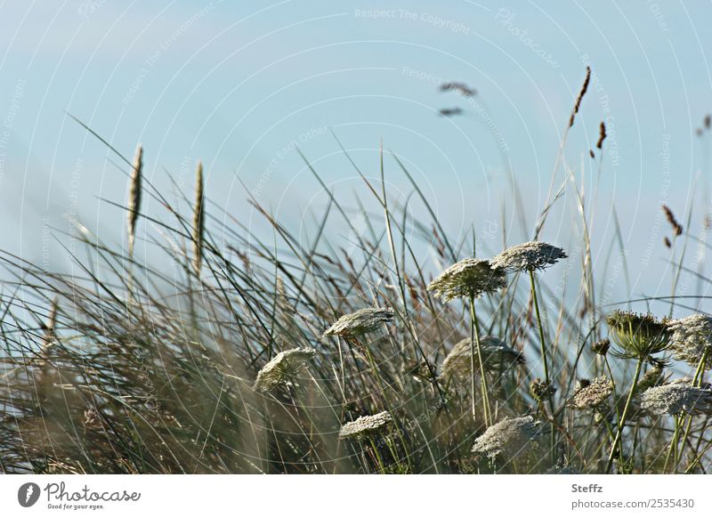 Gräser im Wind Gras Gewöhnliche Schafgarbe Dünengras verweht windig verwittert nordisch nordische Wildpflanzen nordische Natur einfach kalter Sommer Nordeuropa
