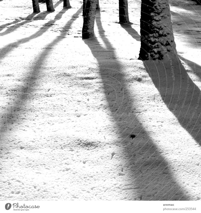 Schattendasein Natur Landschaft Pflanze Winter Wetter Schönes Wetter Schnee Baum Wald ästhetisch kalt ruhig Stimmung Schwarzweißfoto Außenaufnahme abstrakt