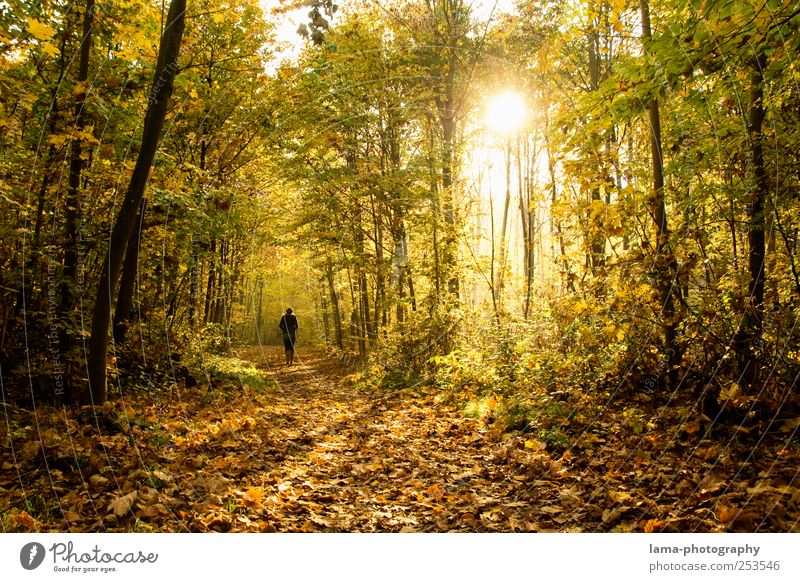 Goldener Herbst 1 Mensch Sonne Sonnenlicht Baum Herbstlaub Herbstwald gelb gold Spaziergang Blatt Laubwald Sonnenstrahlen Farbfoto Außenaufnahme