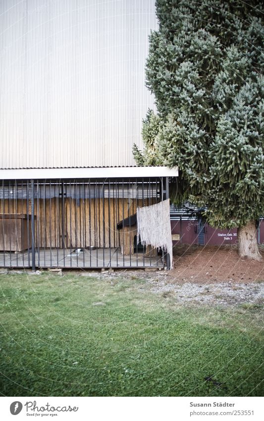 [CHAMANSÜLZ 2011] Hundehütte Haus Einfamilienhaus Industrieanlage Fabrik Zoo Streichelzoo Häusliches Leben Hundekorb ungemütlich Außenaufnahme Baum Wiese