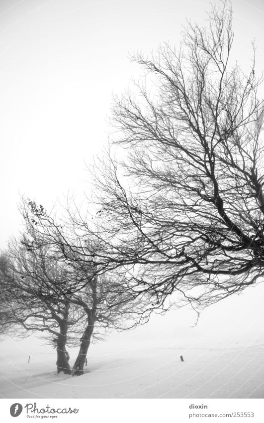 I dreamed about last winter Pt.2 Umwelt Natur Landschaft Winter schlechtes Wetter Nebel Eis Frost Schnee Pflanze Baum Baumstamm Ast Schauinsland kalt natürlich
