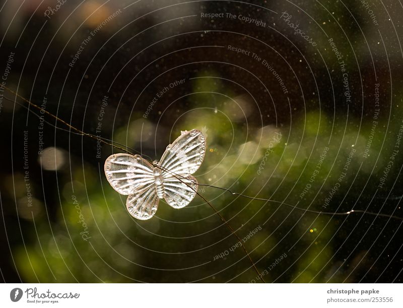 Bis zum nächsten Frühling Wohnung Innenarchitektur Dekoration & Verzierung Schmetterling Kitsch Krimskrams fliegen ästhetisch klein Frühlingsgefühle Glas
