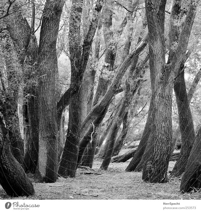 Im Auwald Umwelt Natur Landschaft Pflanze Baum Wald alt Flußauen Laubbaum Baumstamm Ast durcheinander Schwarzweißfoto Außenaufnahme Starke Tiefenschärfe