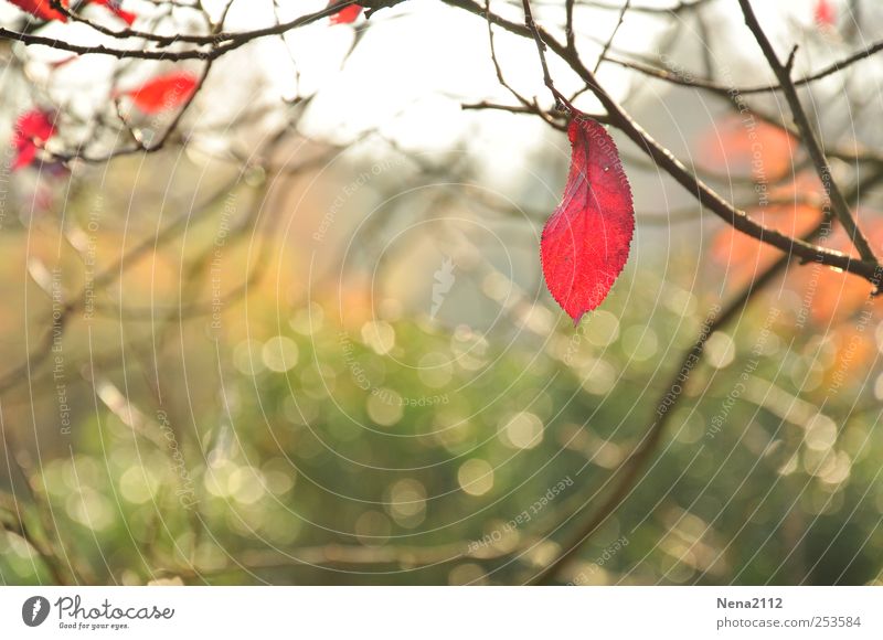 Es kann nur einen letzten geben Umwelt Natur Pflanze Luft Herbst Klima Wetter Wind Nebel Baum Sträucher Blatt Garten Park Wald hell kalt trist rot Einsamkeit
