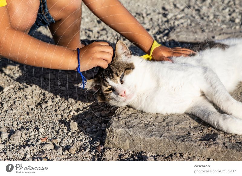 Liebenswerter kleiner Junge, der eine Katze auf der Straße streichelt. Lifestyle Freude Glück schön Freizeit & Hobby Spielen Sommer Kind Mensch Kleinkind