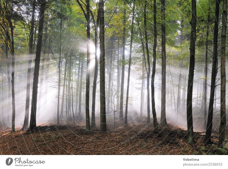 Sonnenstrahlen im Wald Natur Landschaft Nebel Baum Stimmung Lichtstrahl sonnig Farbfoto Außenaufnahme Textfreiraum unten Morgen Tag Sonnenlicht