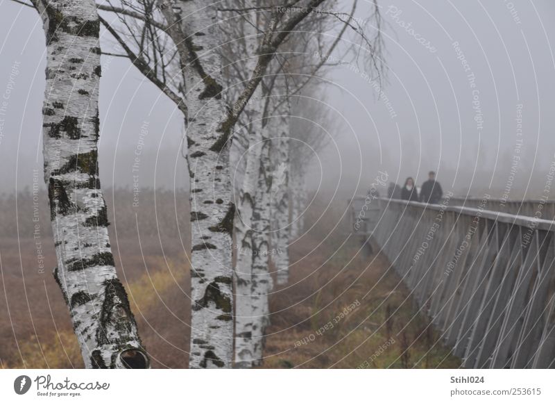 Holzsteg am Federsee - # 30 Tourismus Ausflug Mensch Herbst schlechtes Wetter Nebel Baum Birkenallee Moor Sumpf Heide Holzstruktur Erholung grau Stimmung ruhig