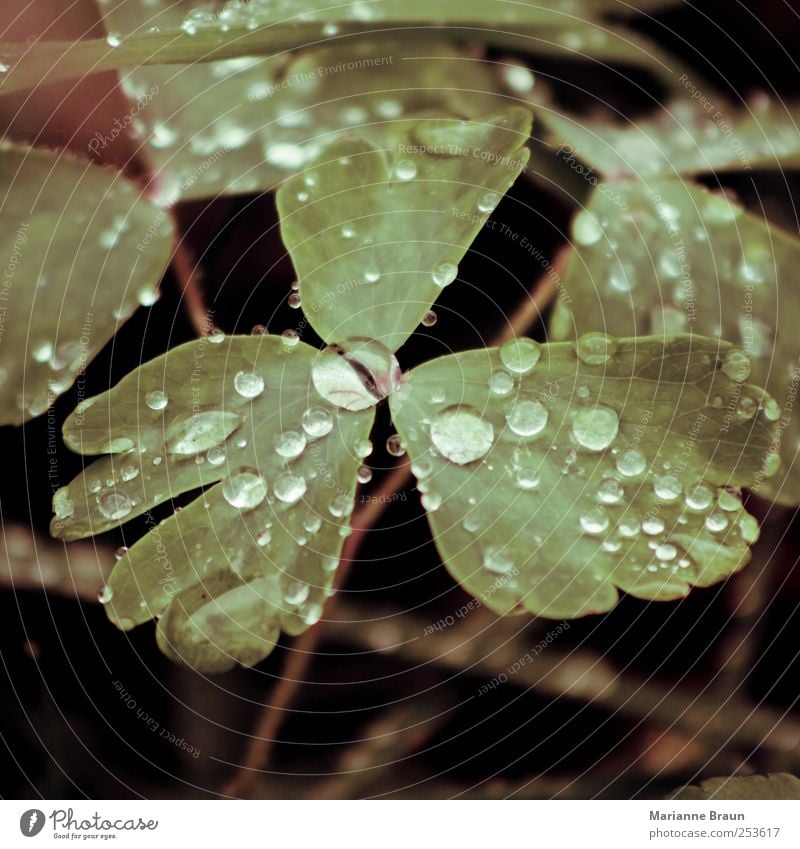 Tau 2 Natur Pflanze grün Wassertropfen Niederschlag Morgen Tropfen durchsichtig Oberfläche Oberflächenspannung kondensieren Blatt Kugel rund natürlich