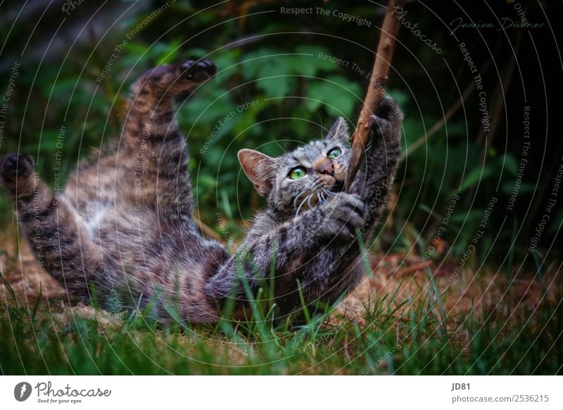 Kleine Wildkatze Tier Haustier Wildtier Katze 1 festhalten Spielen toben Aggression springen Bewegung Stock Garten Farbfoto Außenaufnahme Menschenleer