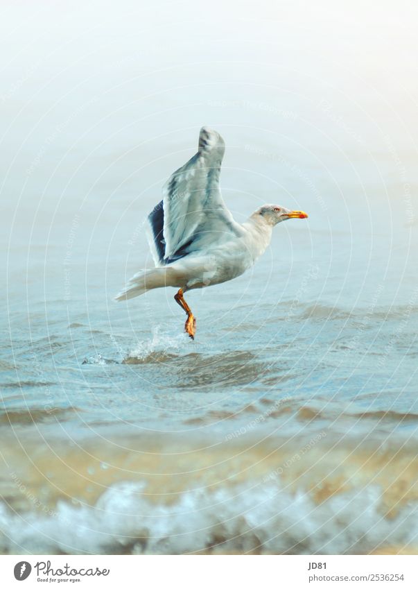 Im Aufschwung Umwelt Natur Wasser Wolkenloser Himmel Sommer Wetter Schönes Wetter Wellen Strand Nordsee Tier Vogel 1 anstrengen Bewegung Erholung nachhaltig