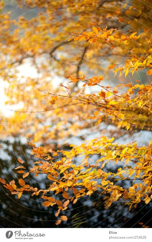 Autumnlove Landschaft Herbst Baum hell Blatt Wald Wasser Laubbaum gelb Ast See Birke herbstlich Natur mehrfarbig Außenaufnahme Menschenleer